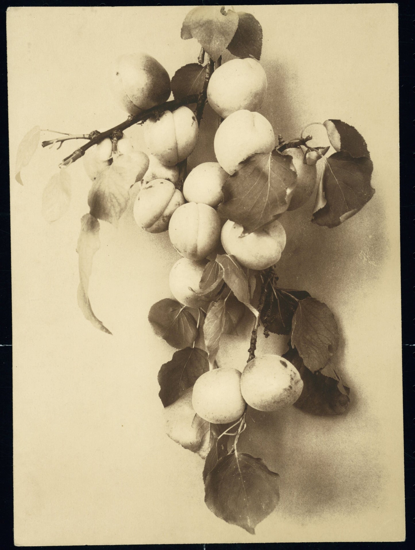 Rijks Fruit On a Wall