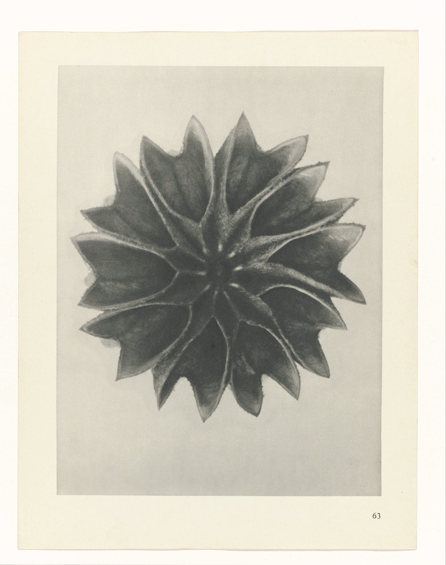 Karl Blossfeldt 63
