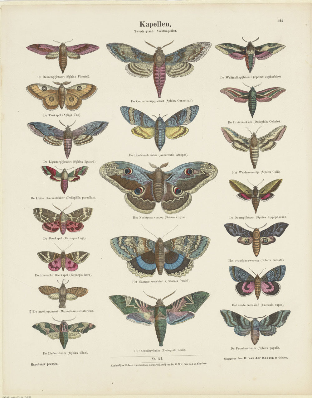 Rijks Butterflies 1