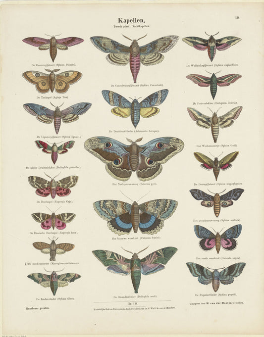 Rijks Butterflies 1