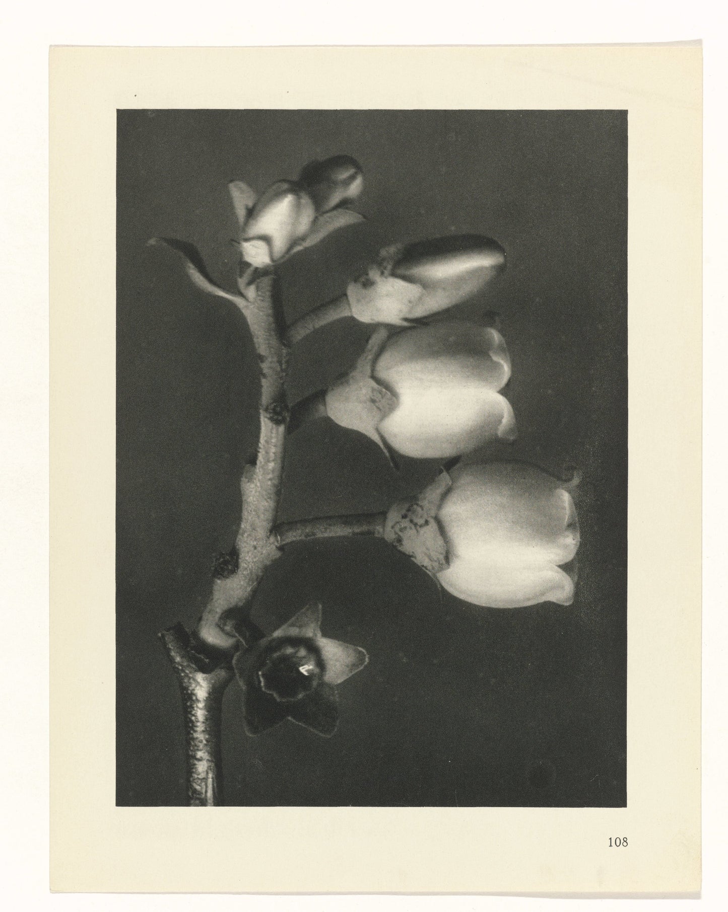 Karl Blossfeldt 108