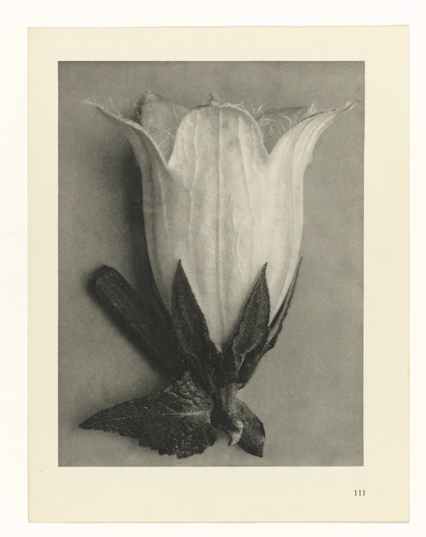 Karl Blossfeldt 111