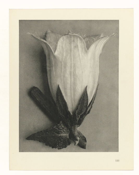 Karl Blossfeldt 111
