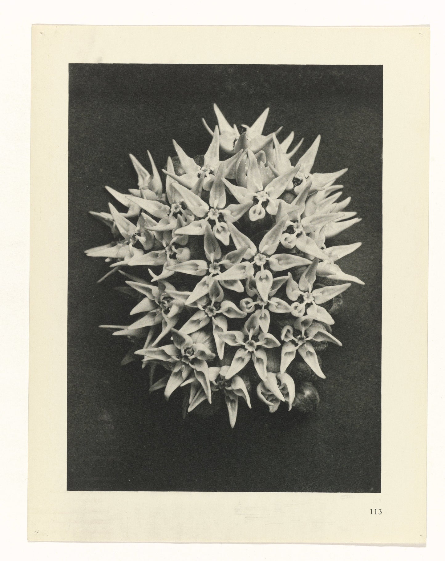 Karl Blossfeldt 113