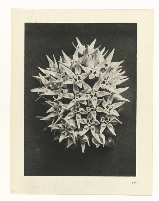 Karl Blossfeldt 113