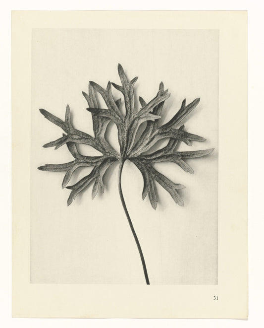 Karl Blossfeldt 31