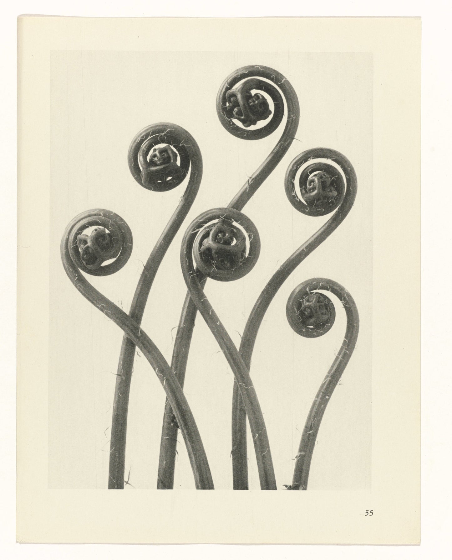Karl Blossfeldt 55