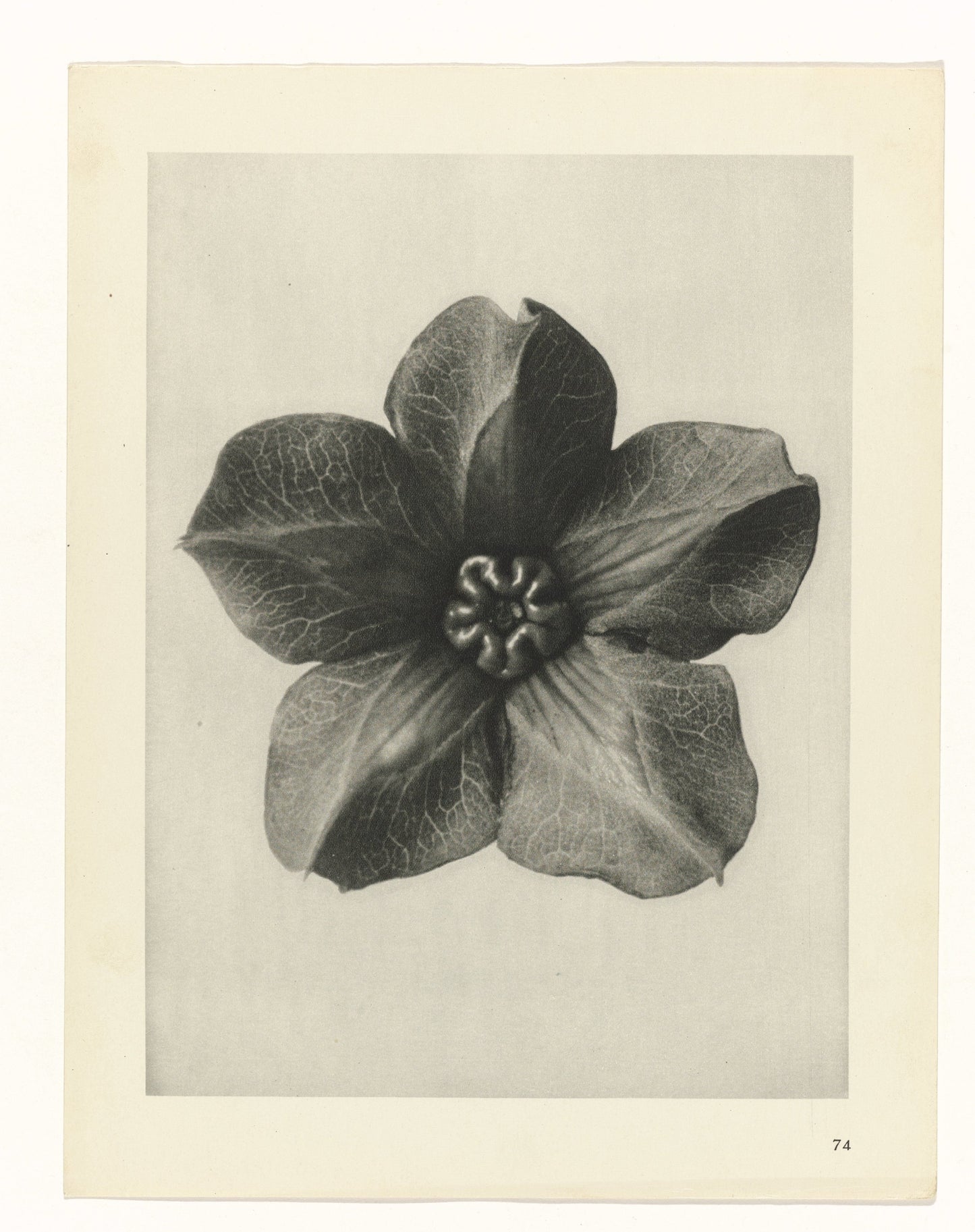 Karl Blossfeldt 74