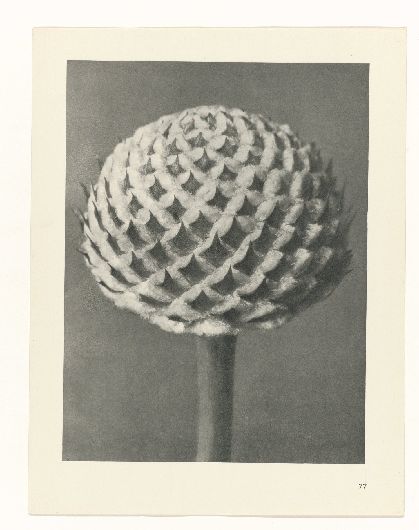 Karl Blossfeldt 77
