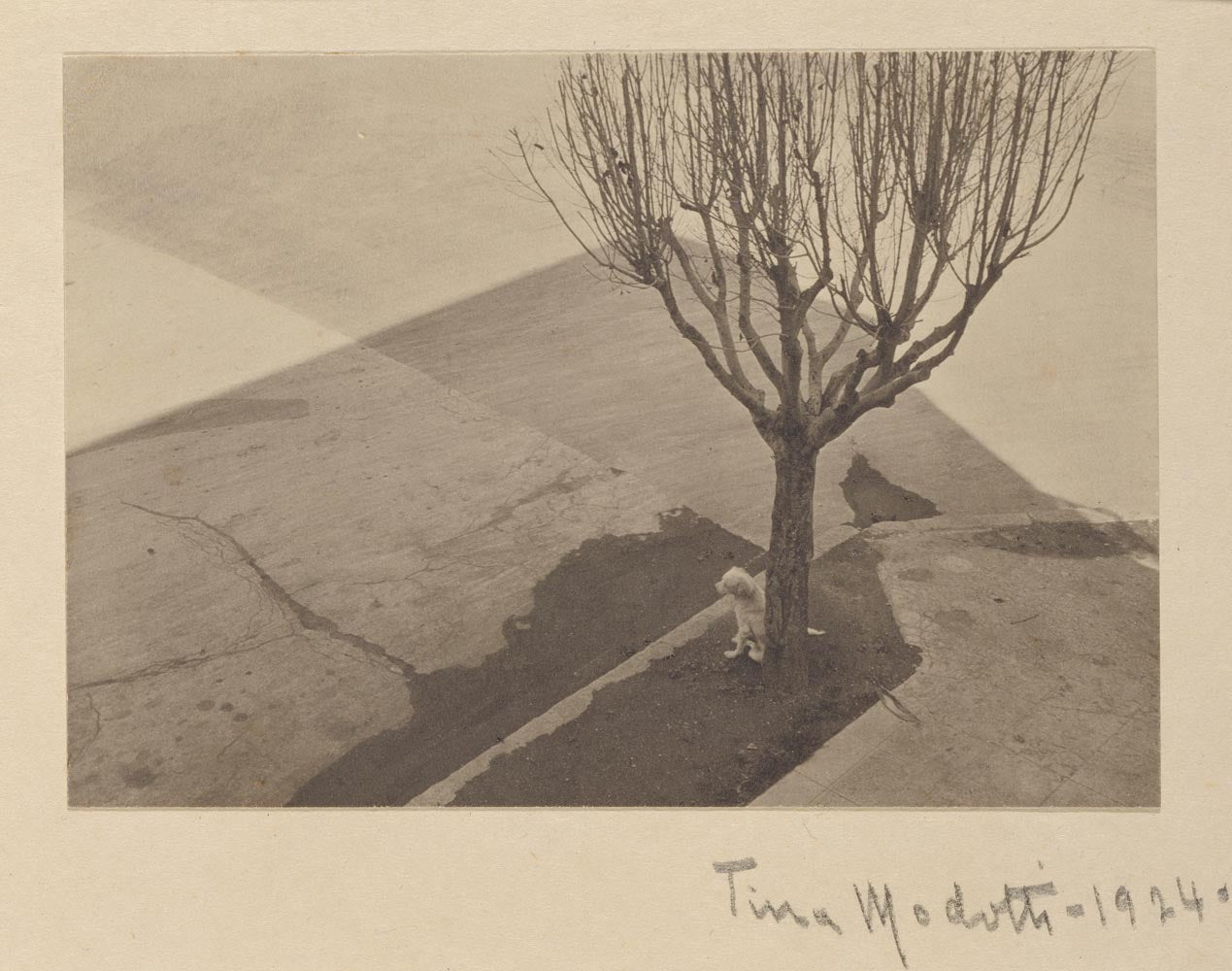 Tina Modotti Tree