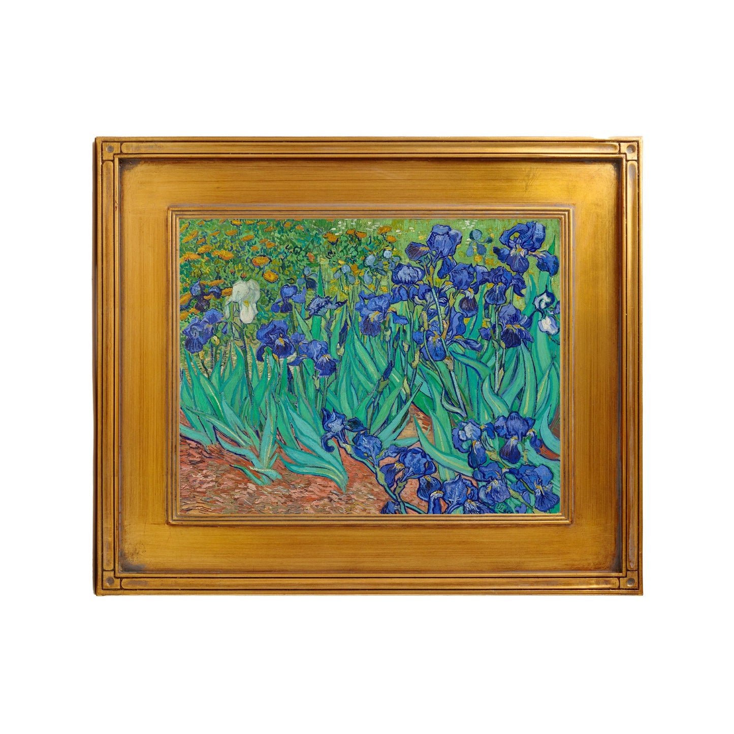 Irises Gm-00094701
